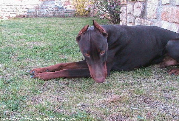 Photo de Dobermann