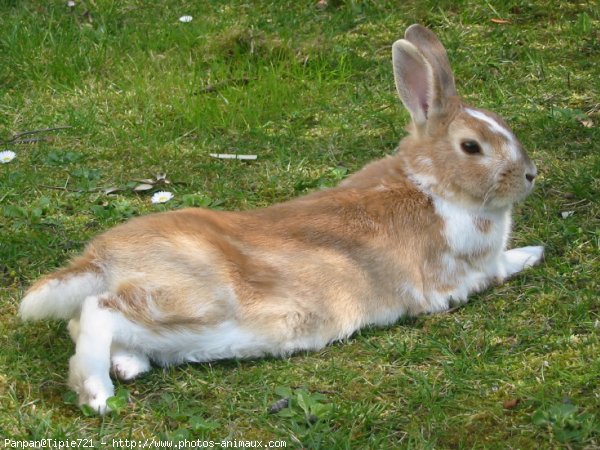 Photo de Lapin