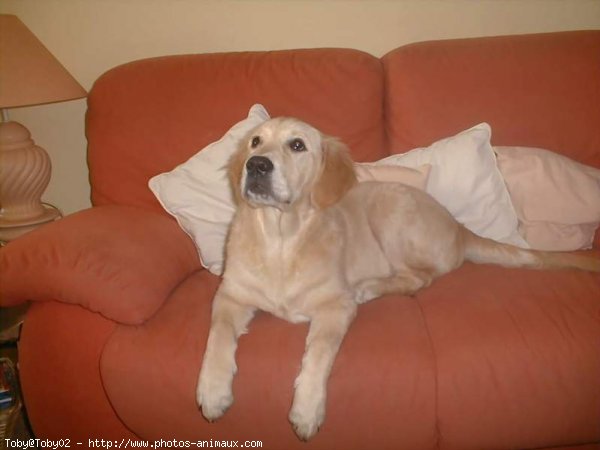 Photo de Golden retriever