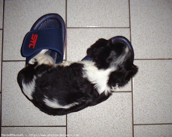 Photo de Cavalier king charles spaniel