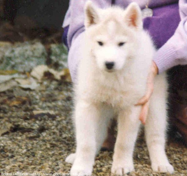 Photo de Husky siberien