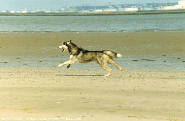 Photo de Husky siberien