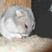 Photo de Hamster