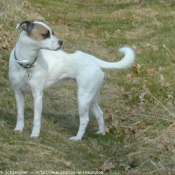 Photo de Jack russell terrier