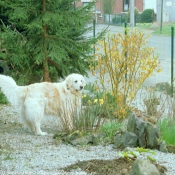 Photo de Golden retriever