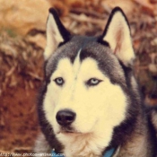 Photo de Husky siberien