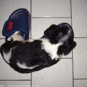 Photo de Cavalier king charles spaniel