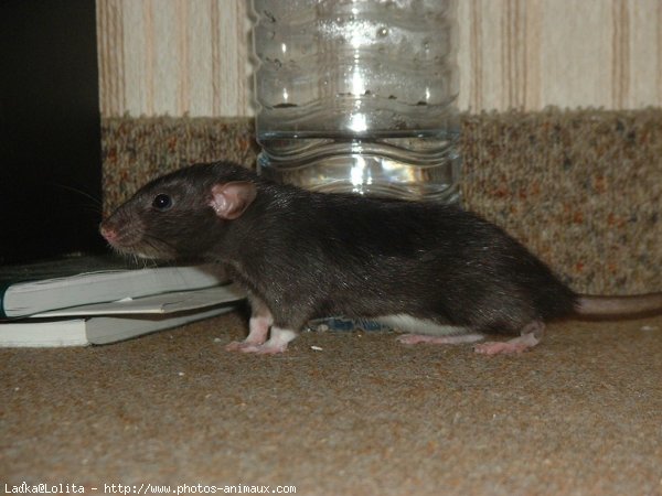 Photo de Rat