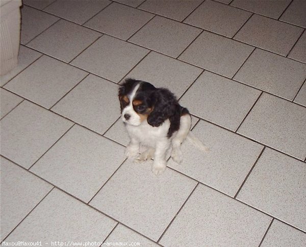 Photo de Cavalier king charles spaniel