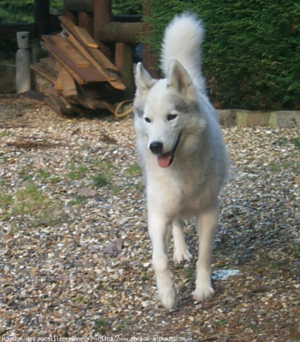 Photo de Husky siberien