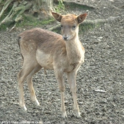 Photo de Cerf