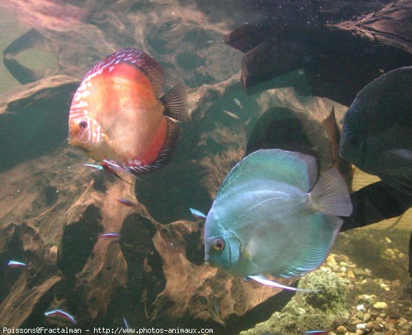 Photo de Poissons rouges