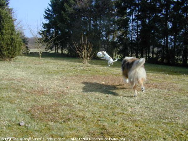 Photo de Colley  poil long