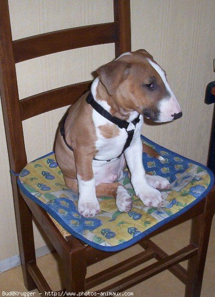 Photo de Bull terrier miniature