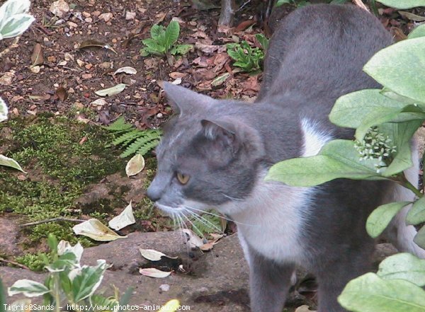 Photo de Chat domestique