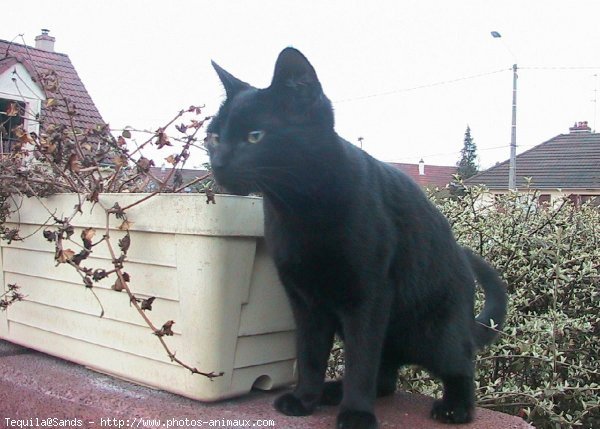 Photo de Chat domestique