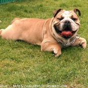 Photo de Bulldog