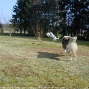 Photo de Colley  poil long