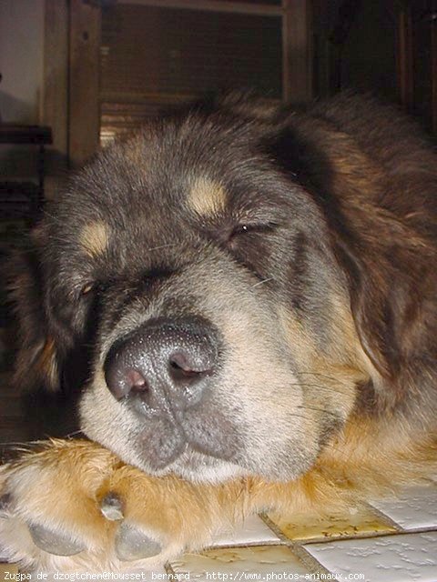 Photo de Dogue du tibet