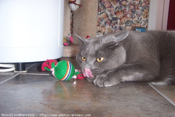 Photo de Chat domestique