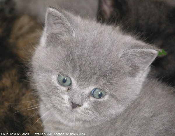 Photo de British shorthair