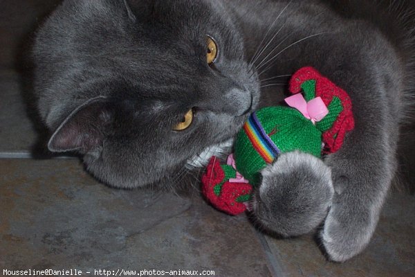 Photo de Chat domestique