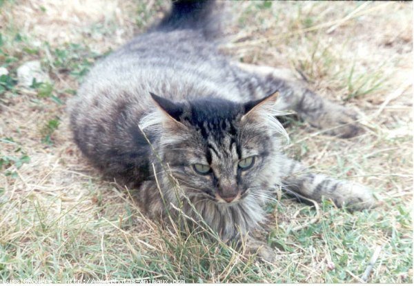 Photo de Chat domestique