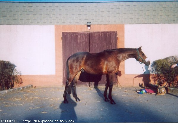 Photo d'Anglo-arabe