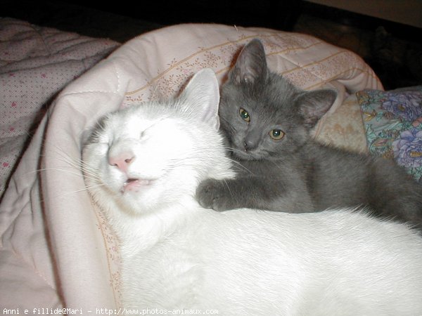 Photo de Chartreux