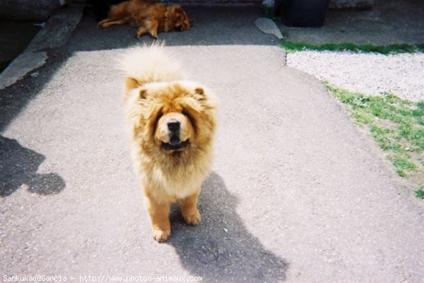 Photo de Chow chow