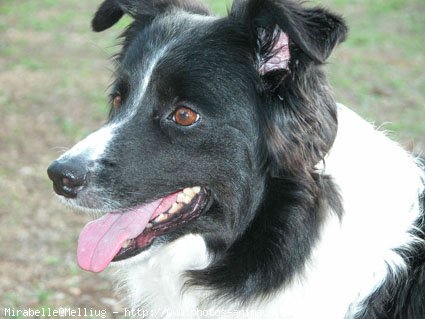 Photo de Border collie