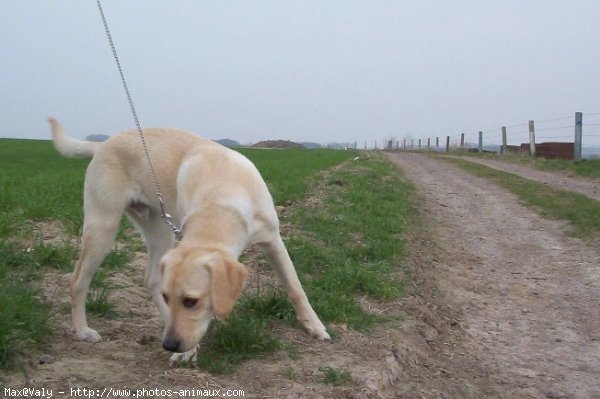 Photo de Labrador retriever