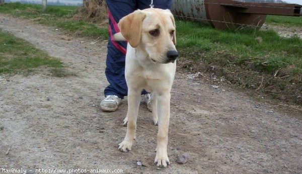 Photo de Labrador retriever