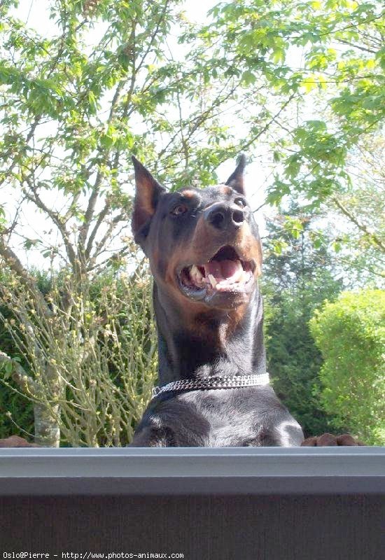 Photo de Dobermann