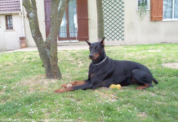 Photo de Dobermann