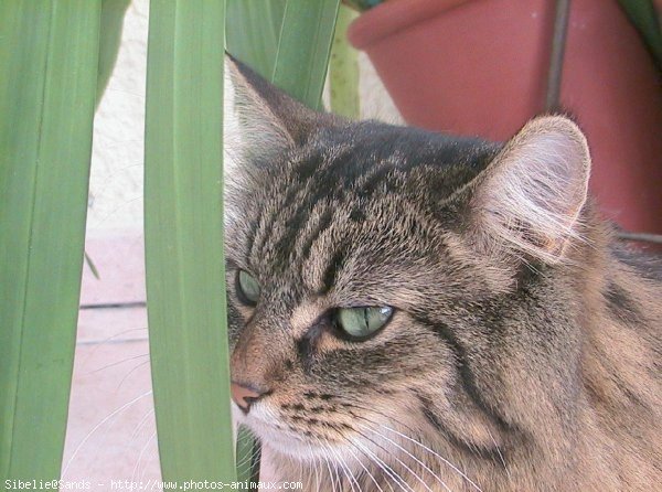 Photo de Chat domestique