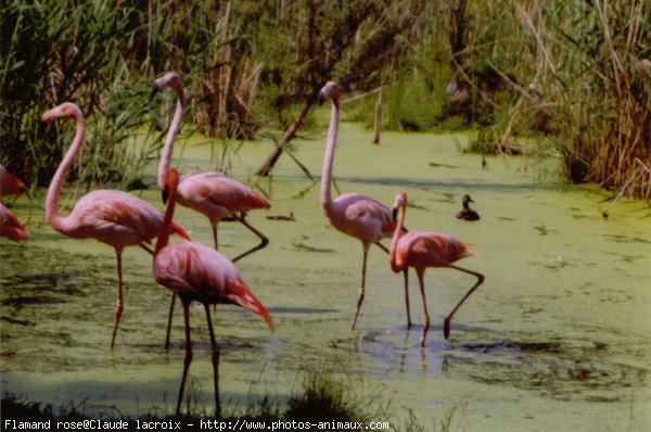 Photo de Flamand rose