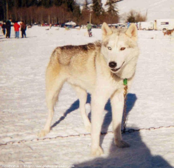 Photo de Husky siberien