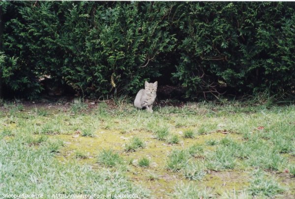 Photo de Chat domestique