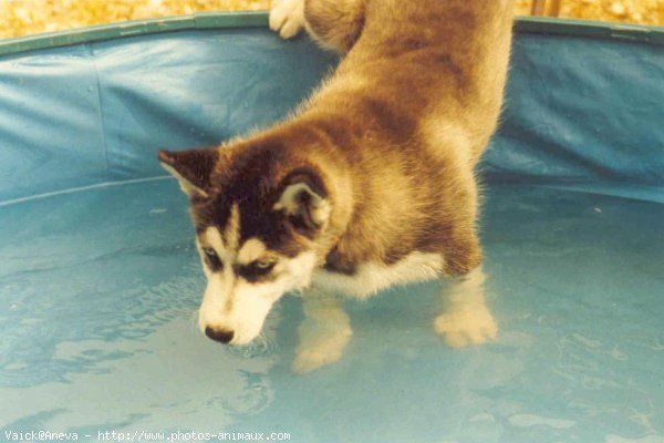 Photo de Husky siberien