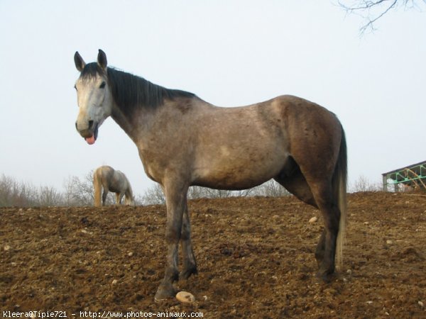 Photo de Selle franais