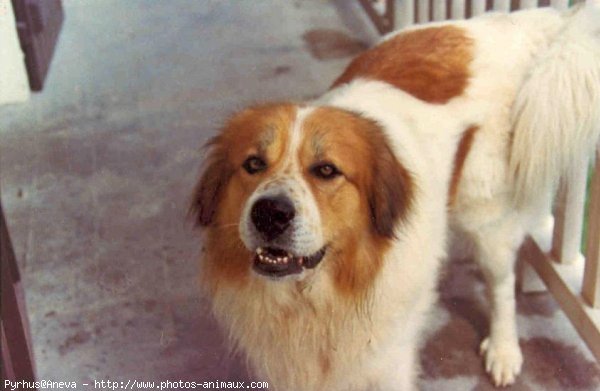 Photo de Chien de montagne des pyrnes