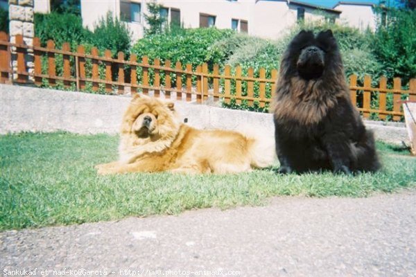 Photo de Chow chow