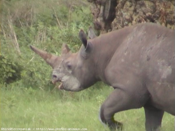 Photo de Rhinocros