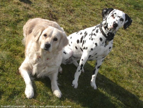 Photo de Dalmatien