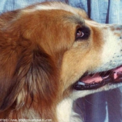 Photo de Chien de montagne des pyrnes