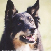 Photo de Border collie