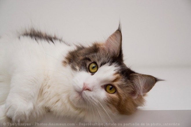 Photo de Maine coon