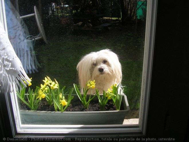 Photo de Coton de tulear