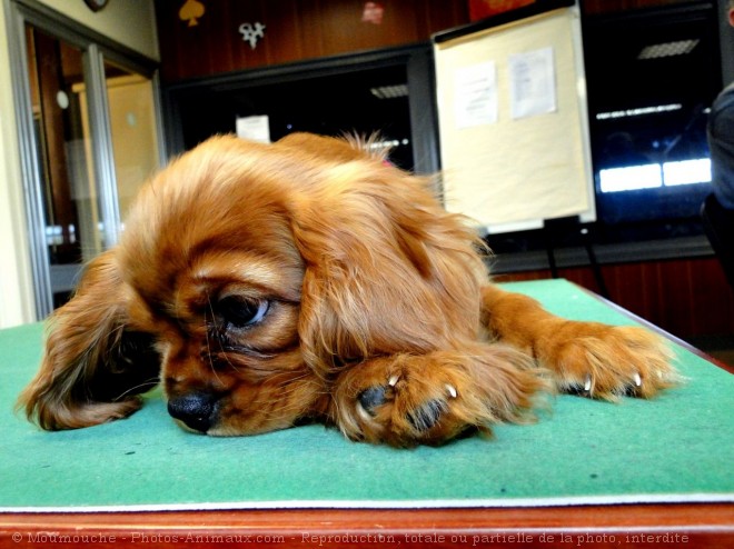 Photo de Cavalier king charles spaniel